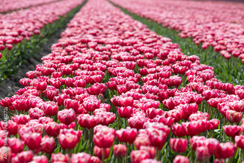 Bloeiende rode tulpen in een bed net voordat ze gekopt worden. Tulpen worden ook in Zeeland veelvuldig geteelt voor de bloembol. photo