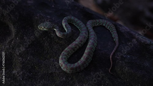 Beautiful pit viper (Trimeresurus venustus) that is sticking its tongue in and out on the rock at night. Snake with hemotoxic venom affects the blood system. photo