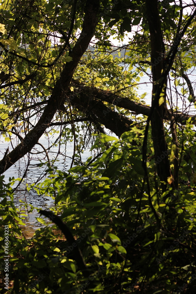 Leafy branches hanging along the lake shore. Leafy branches hanging along the lake shore.