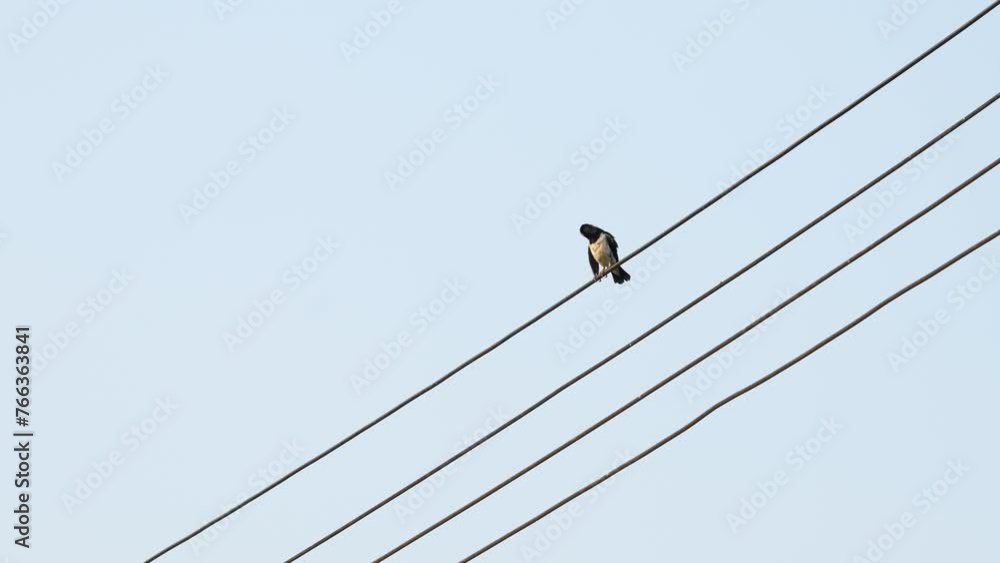 Bird life in the countryside. lonely Asian Pied Starling standing on electrical wires and pecking at its feathers clean the body with background sky. Bird life in the countryside. lonely Asian Pied Starling standing on electrical wires and pecking at its feathers clean the body with background sky.