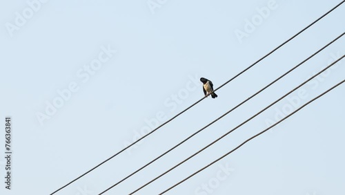 Bird life in the countryside. lonely Asian Pied Starling standing on electrical wires and pecking at its feathers clean the body with background sky. photo