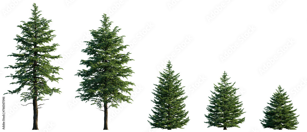 Abies concolor frontal set (the white, concolor, or Colorado fir) Pine-tree big tall tree isolated png on a transparent background perfectly cutout Pine - obrazy, fototapety, plakaty 