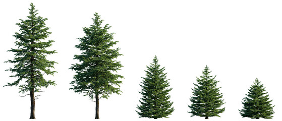Abies concolor frontal set (the white, concolor, or Colorado fir) Pine-tree big tall tree isolated png on a transparent background premium cutout Pine