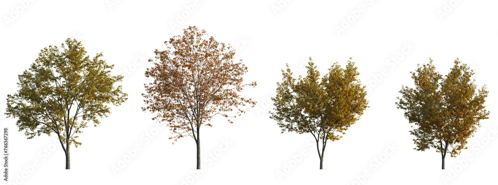 Acer tataricum ginnala frontal set (the Tatar, Tatarian,  Euacer, Amur maple) deciduous spreading shrub and treesisolated png on a transparent background perfectly cutout - obrazy, fototapety, plakaty 