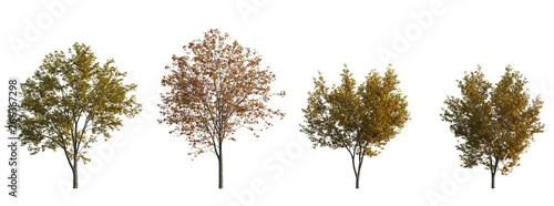 Acer tataricum ginnala frontal set (the Tatar, Tatarian,  Euacer, Amur maple) deciduous spreading shrub and trees isolated png on a transparent background perfectly cutout photo