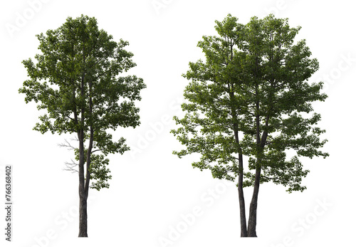 Alnus glutinosa tree (common, black, European alder) frontal set street isolated png on a transparent background perfectly cutout cloudy light photo