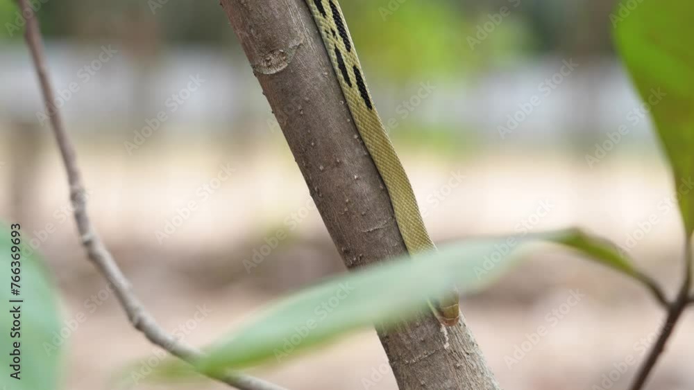 The snake is not dangerous. Yunnan beauty rat snake baby (Elaphe taeniura ssp. yunnanensis) slithers on the branch in its habitat in a Thailand national park. The snake is not dangerous. Yunnan beauty rat snake baby (Elaphe taeniura ssp. yunnanensis) slithers on the branch in its habitat in a Thailand national park.
