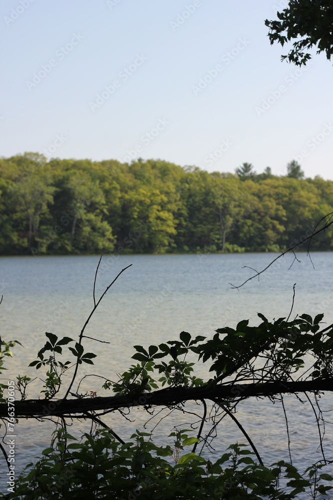 A summer lake overgrown with lots of trees and wild plants.