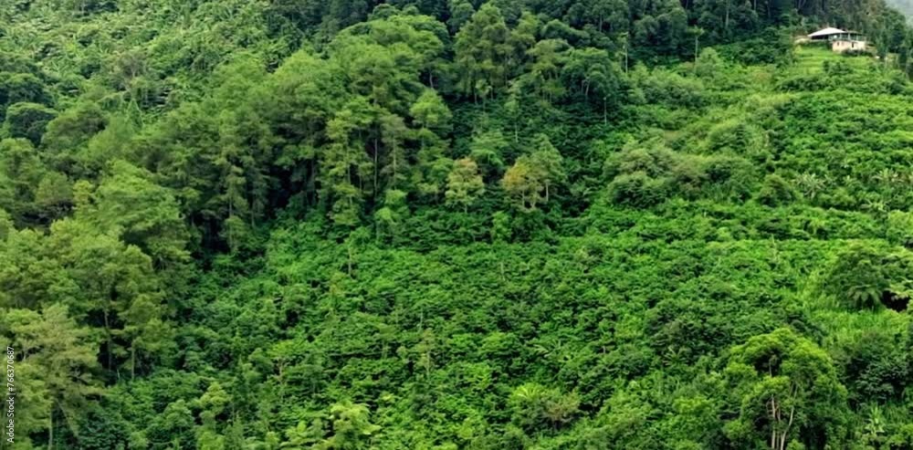 aerial video of a forest with dense and various kinds of trees in an unspoiled hilly area aerial video of a forest with dense and various kinds of trees in an unspoiled hilly area