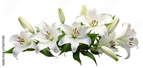 Elegant blooming lilies with buds, cut out © Yeti Studio