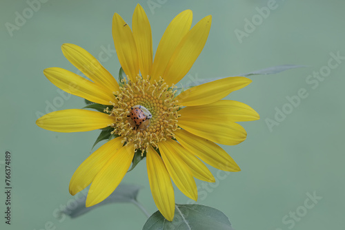 Fototapeta Naklejka Na Ścianę i Meble -  The beauty of sunflower in full bloom. This beautiful bright yellow flower has the scientific name Helianthus annuus.

