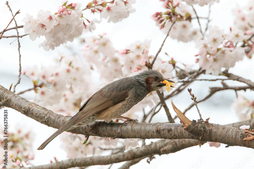 a yellow-billed grosbeak sitting on the branches of the cherry blossom tree a yellow-billed grosbeak sitting on the branches of the cherry blossom tree