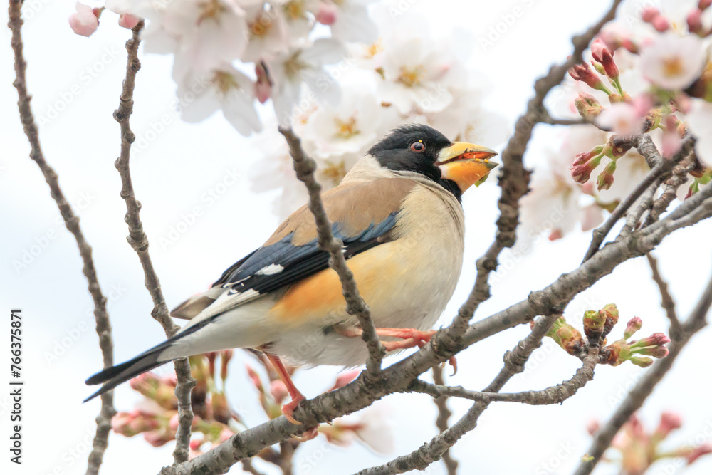 a yellow-billed grosbeak sitting on the branches of the cherry blossom tree
