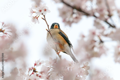 a yellow-billed grosbeak sitting on the branches of the cherry blossom tree © jaehyeong