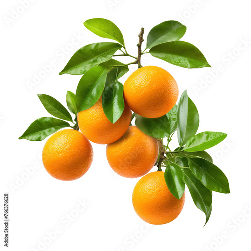 Ripe delicious oranges branch, cut out