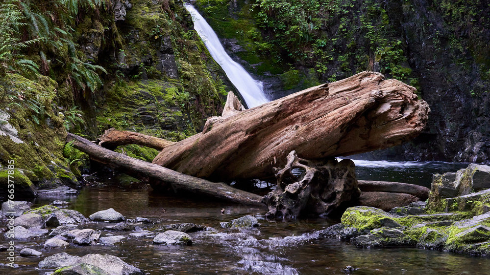 A large old tree trunk in the river in front of Goldstream Waterfalls.