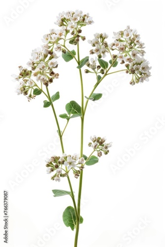A white flower with a green stem. The flower is tall and has a lot of petals