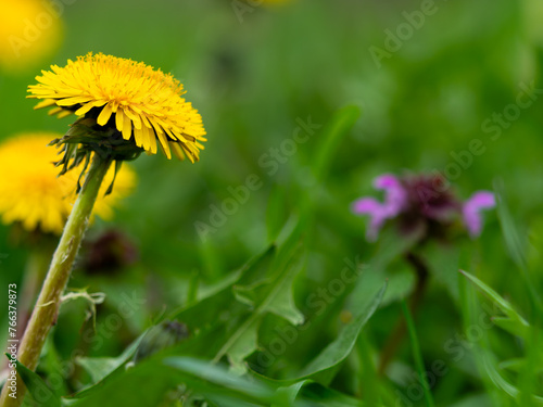 Taraxacum platycarpum photo