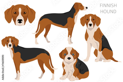 Finnish hound_2