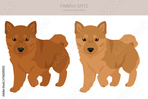 Fiinnish spitz puppy clipart. Different poses, coat colors set