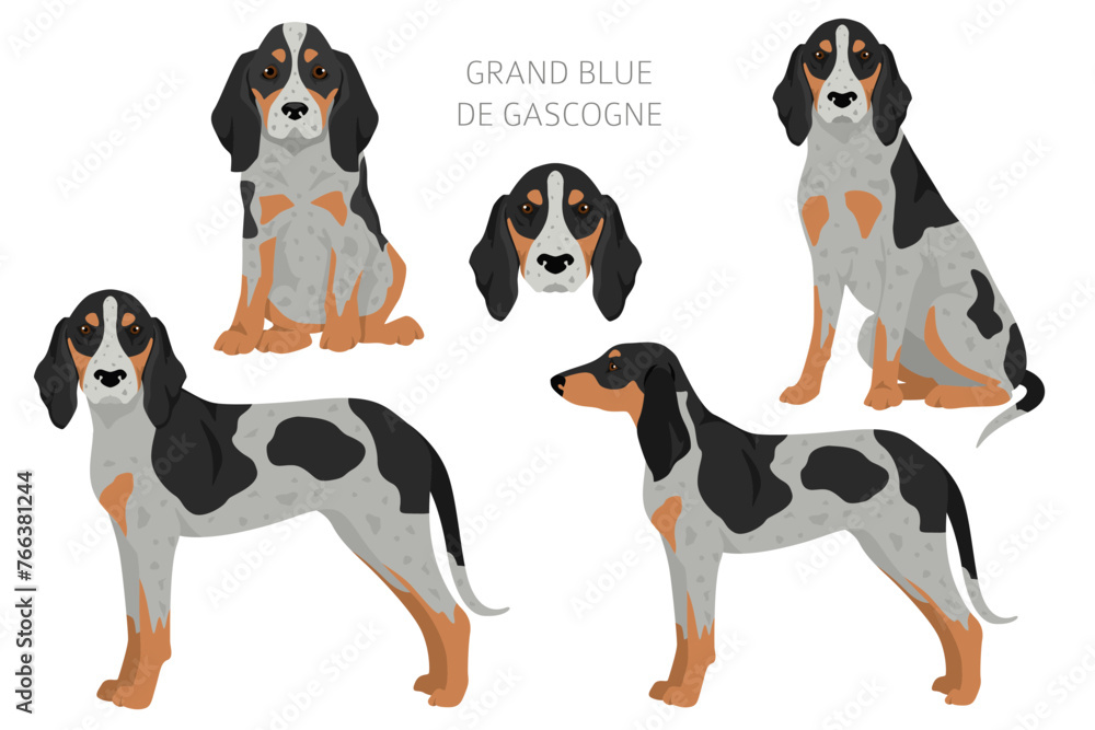 Grand Blue de Gascogne_2 Grand Blue de Gascogne_2