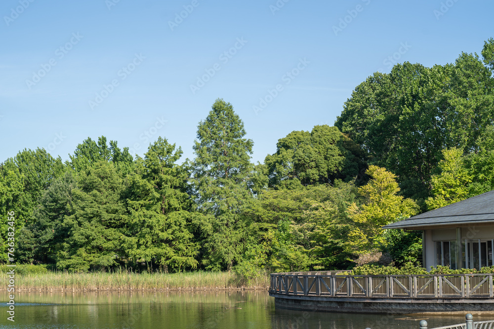 Fototapeta premium 真夏の柏の葉公園