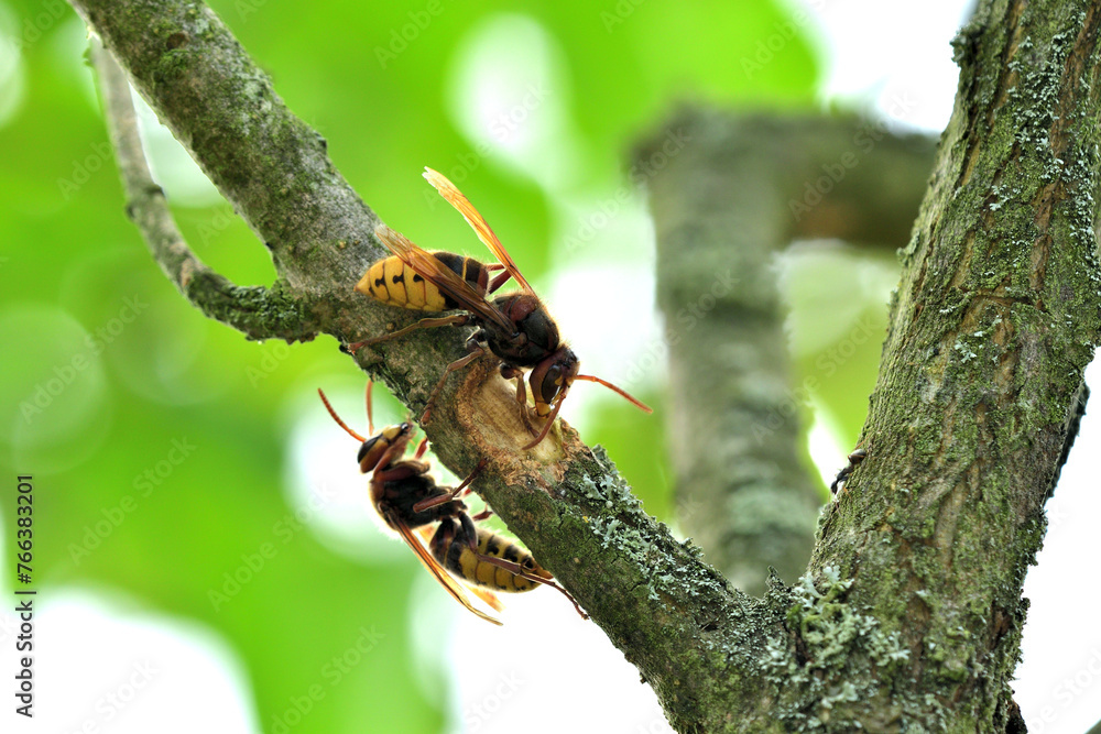 A hornet bites the ssweet bark of a tree in the garden