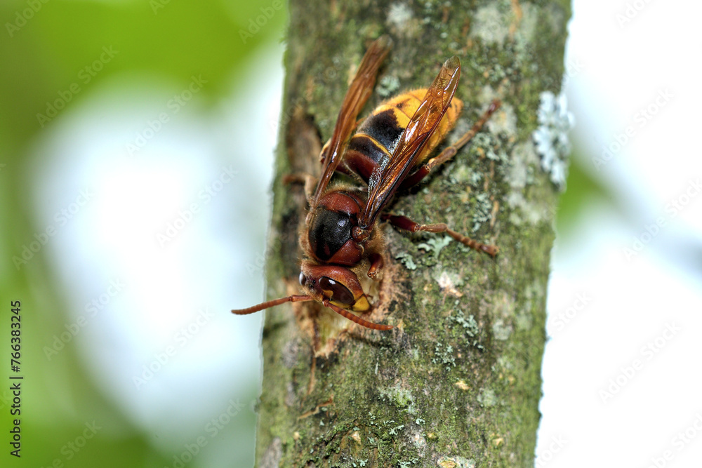 A hornet bites the ssweet bark of a tree in the garden