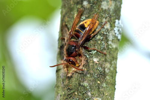 Obraz na płótnie A hornet bites the ssweet bark of a tree in the garden w salonie