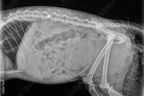 X-ray showing a gun projectile embedded in the spinal column of a cat