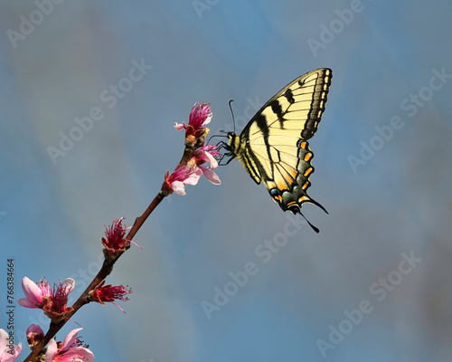 Eastern Tiger Swallowtail Butterfly in Dover, Tennessee photo