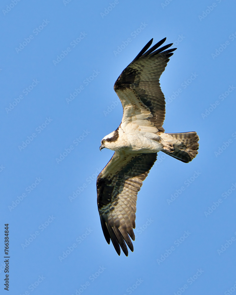 Obraz premium Osprey soaring majestically in a clear blue sky