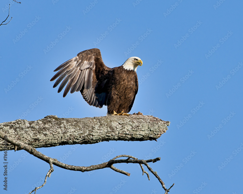 Obraz premium Bald eagle stretching it's wing in Dover, Tennessee