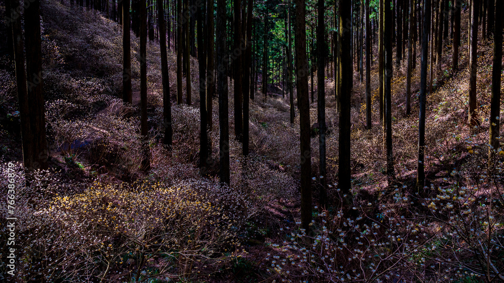 Obraz premium ミツマタの咲く森 栃木 茂木 焼森山