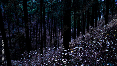 暗い森に咲くミツマタの花　栃木　焼森山 photo