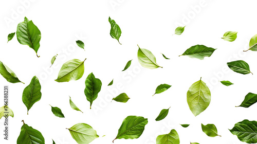Green leaves falling separately, swirling from above, isolated on a transparent white background in PNG format. Graphic resource for autumn or spring. #766388231