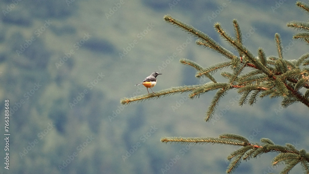 Obraz premium bird on a branch