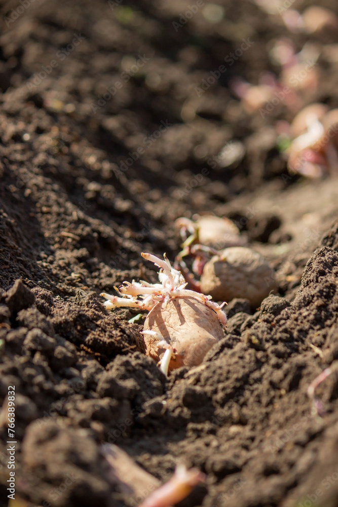 Hand planting potato tubers into the ground. Early spring preparations for the garden season Hand planting potato tubers into the ground. Early spring preparations for the garden season