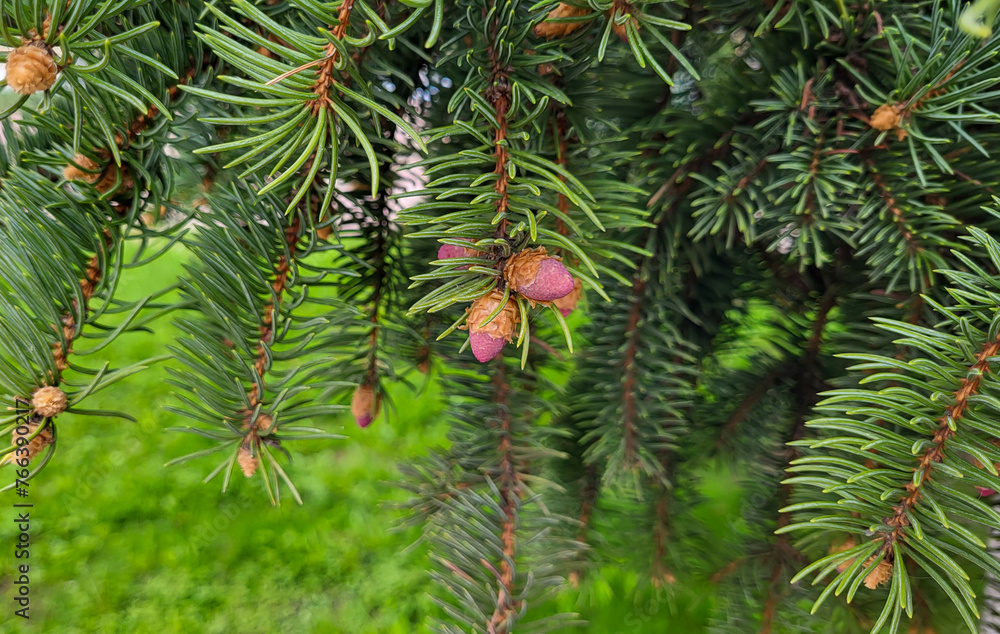 A coniferous branch with young red cones on a beautiful spring day