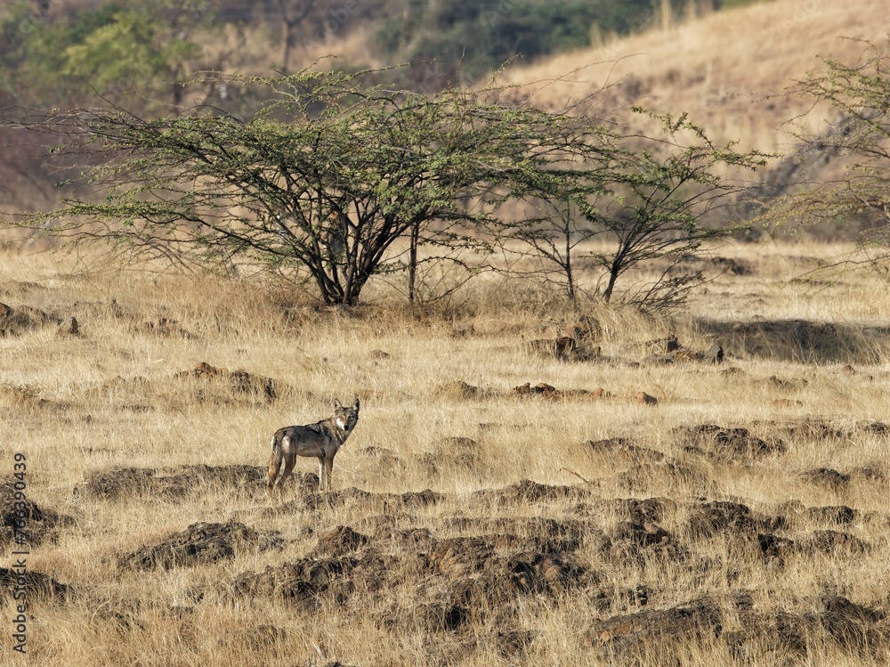 Naklejka premium Indian wolf in natural habitat