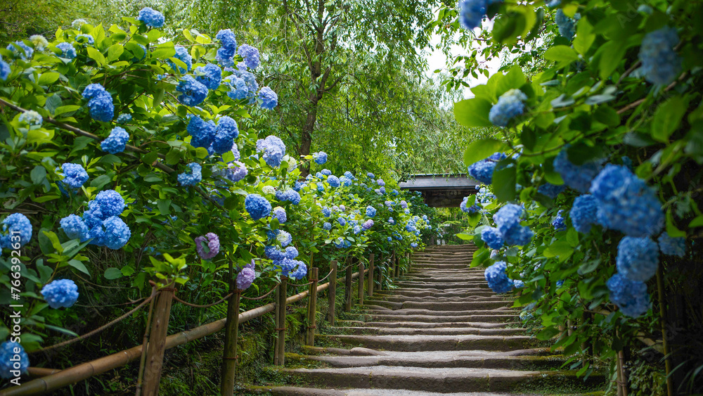 明月院の山門の紫陽花