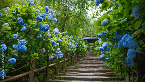 Obraz na płótnie 明月院の山門の紫陽花 w salonie