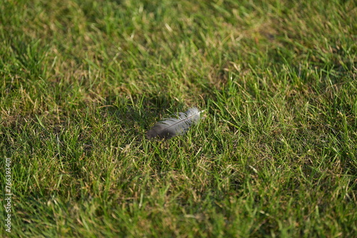 Pióro ptaka na trawie, zgubione pióro, ptak bez pióra,  © klumb
