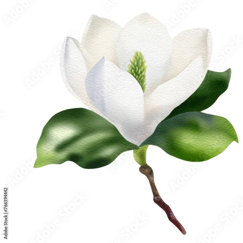 Watercolor of A white flower with green leaves is the main focus of the image  Clipart  Flower  isolated on a transparent background