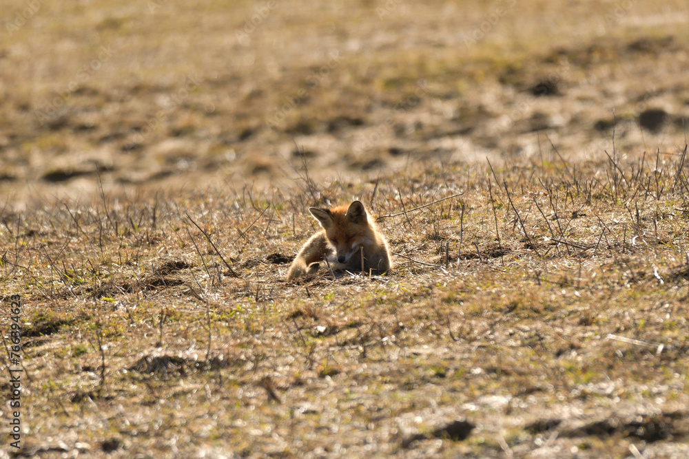 Portrait of red fox walking on the meadow grass