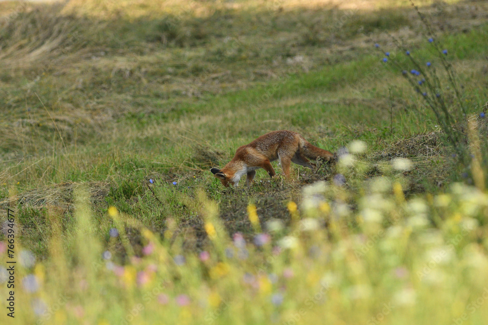 Red fox runs across the meadow to the forest
