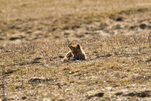 Obraz na płótnie Portrait of red fox walking on the meadow grass w salonie
