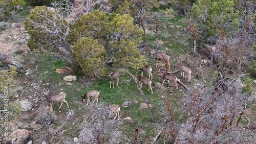 Aerial Mule Deer herd rocky cedar hill Utah spring 2. Herd of wildlife, deer high mountains migrate in springtime to lower elevation hills and farms after winter. Mountain cedar trees rocky hills. photo