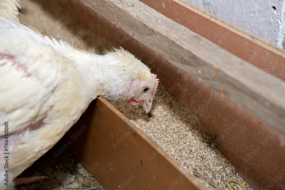 Detail of head of homemade white chickens eating the grain