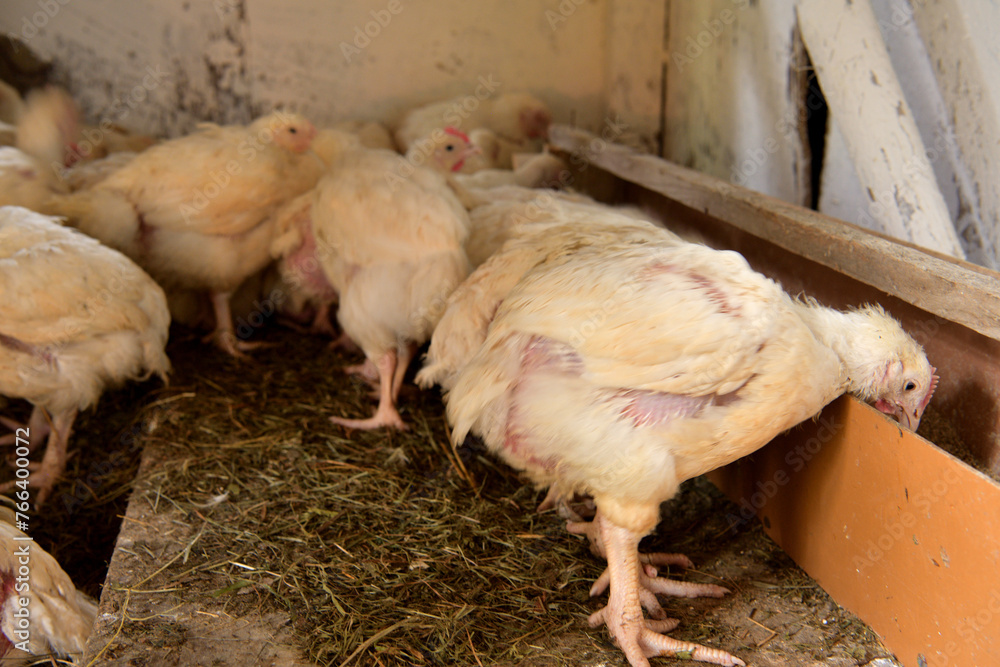 Hen broilers domestic fast breeding for meat on the chicken farm